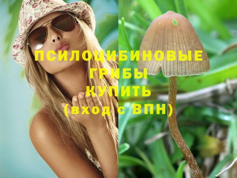 купить наркотик  Ужур  Галлюциногенные грибы MAGIC MUSHROOMS 